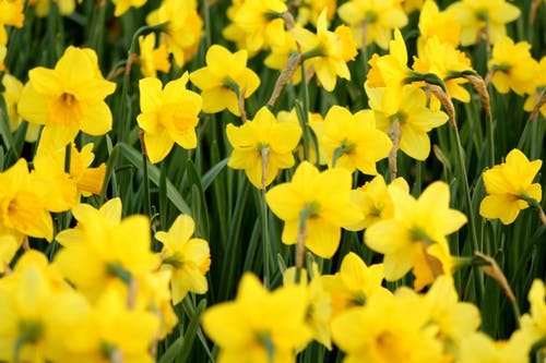 Daffodil bunting to welcome Easter