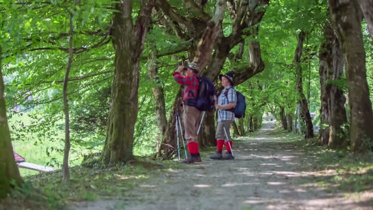 Search for missing sibling in Japanese woodland