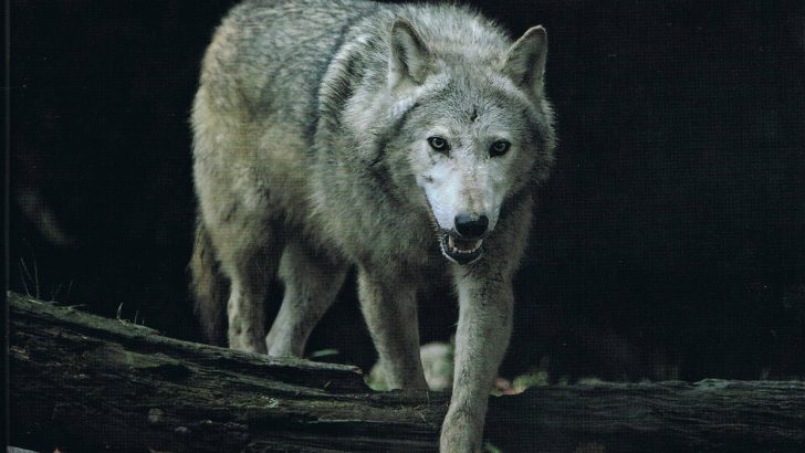 The last of the Irish wolves