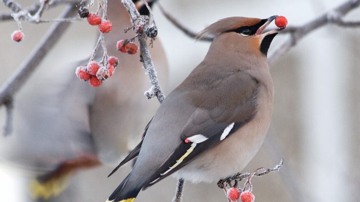 Encourage more wildlife to visit your garden