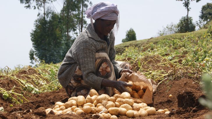 Liberating lives with the humble spud