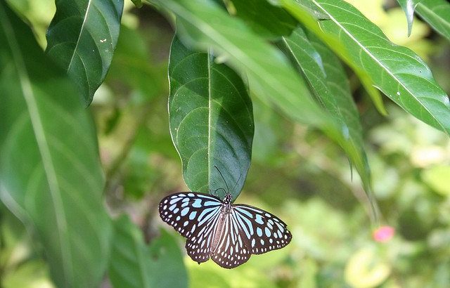 Gardeners  must  do  their  bit  to  preserve  the  ecosystem