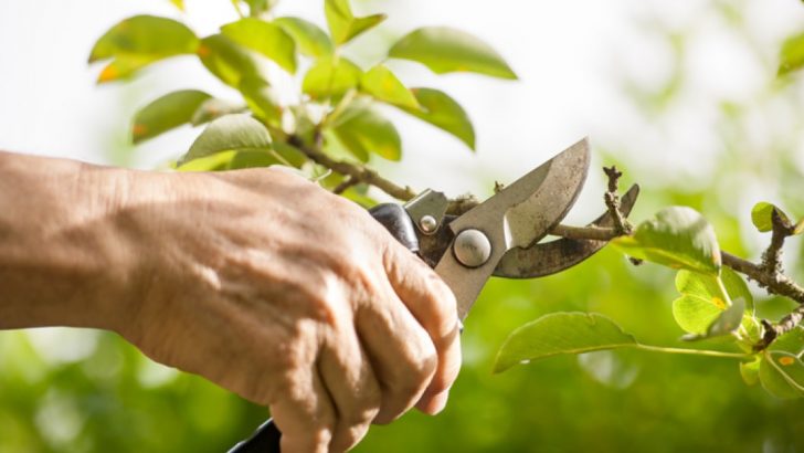 Kick start the growing season in your garden