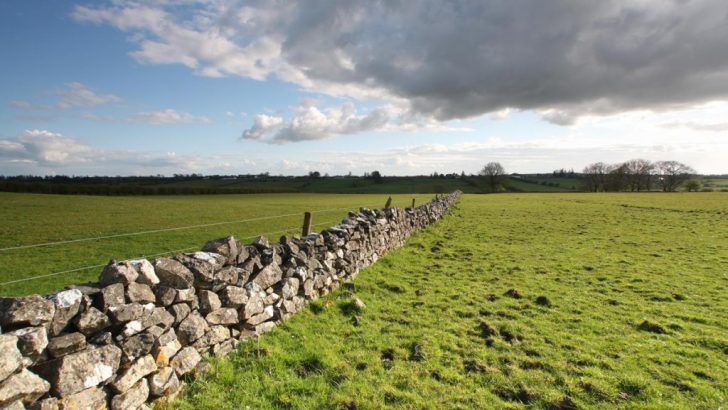 ‘Ask the fellows who cut the hay’: rural life and the making of Irish society