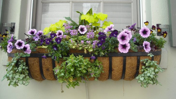 From gardens to window boxes – let’s get growing!