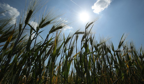 Small farms vital for rural communities’ survival post-pandemic, says priest-farmer