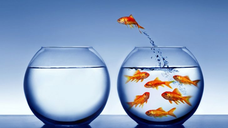 Living your life beyond the fish tank