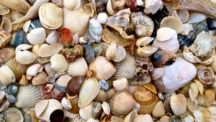 Get creative with some seaside treasures