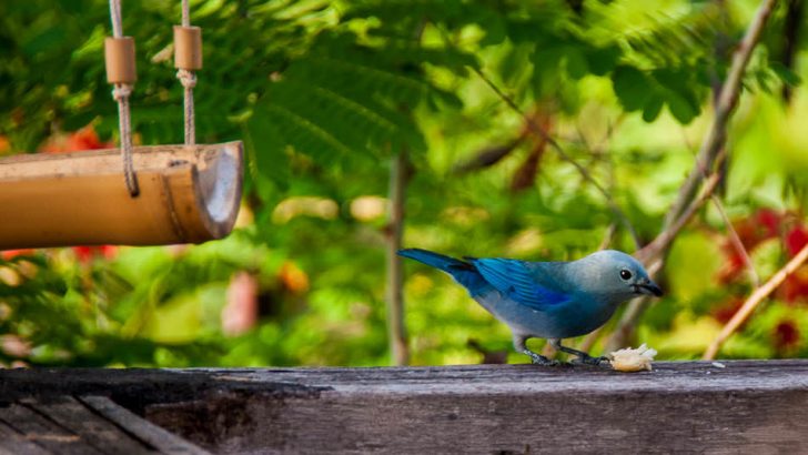 Your garden should be a haven for native wildlife