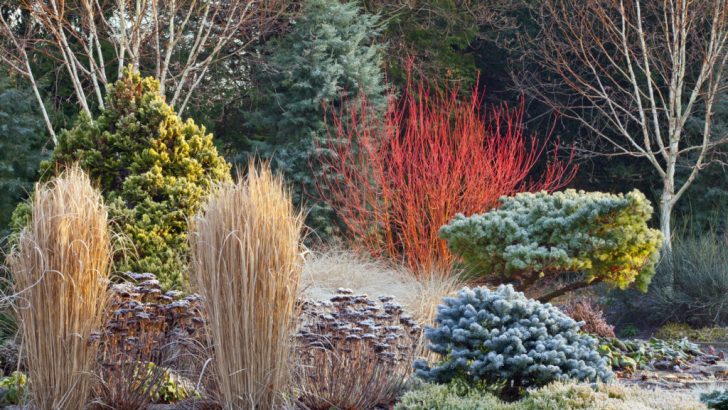 It’s time for gardeners to prepare for winter