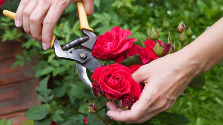 March is the month for rose pruning in your garden