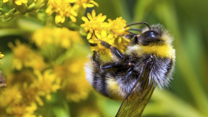 Consider planting something for endangered pollinators