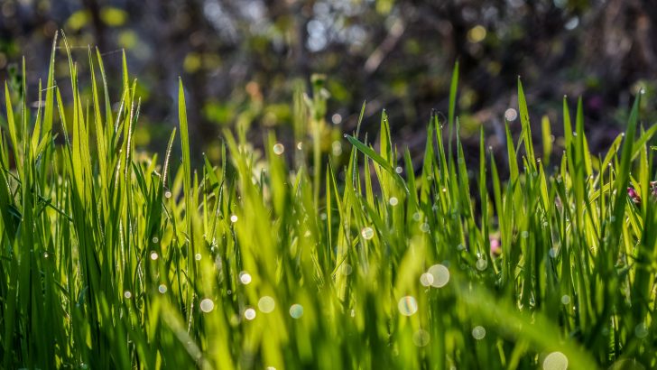 Clipping and composting to keep a thriving lawn