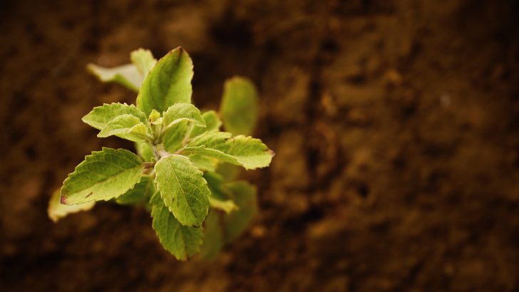 No time like the present to start composting