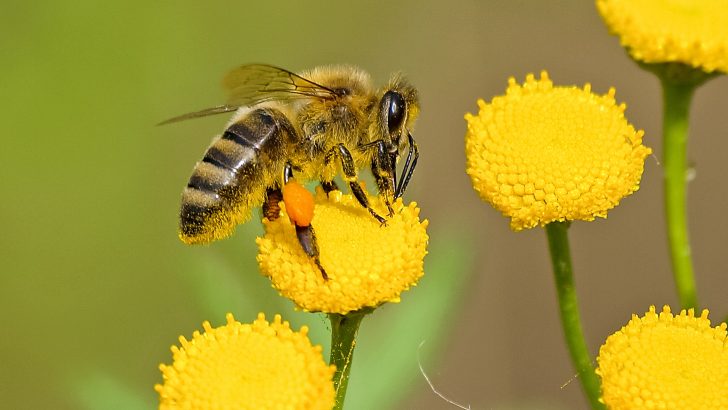 Giving pollinators a helping hand