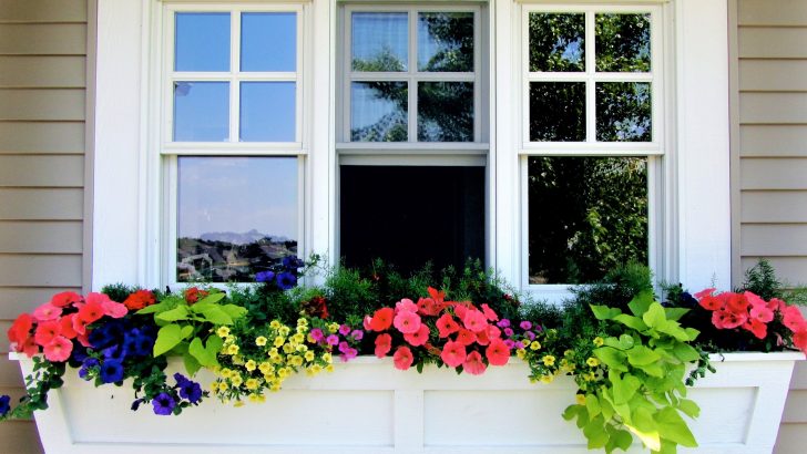 Jazzing up your window boxes