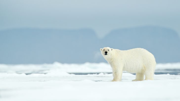 EU Catholic leaders urge tougher policies to protect Arctic