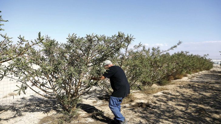 Frankincense’s future: An ancient gift endangered