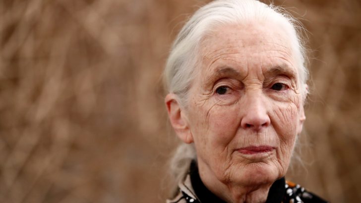 Renowned conservationist Dr Jane Goodall receives 2021 Templeton Prize