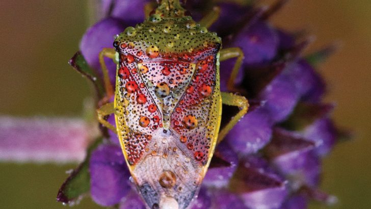 The natural world under our feet