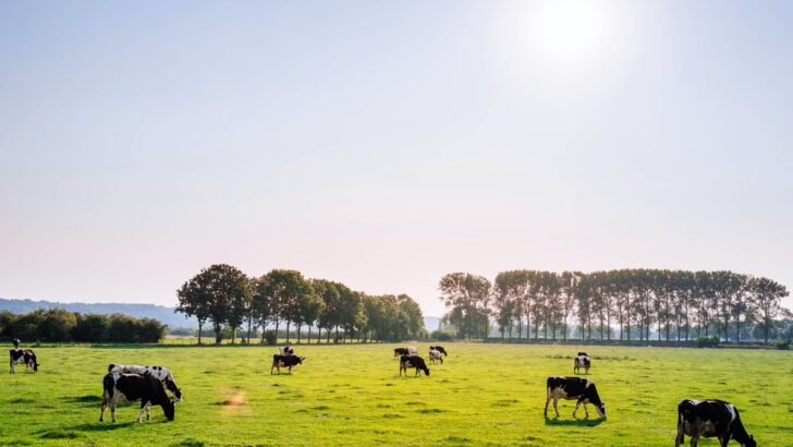 Rural priest says cattle cull puts ‘stewards of the land’ in difficult position