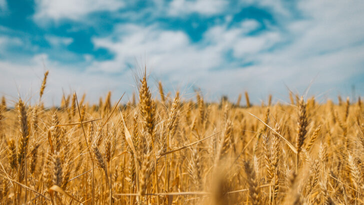 From weeds in God’s field to wheat