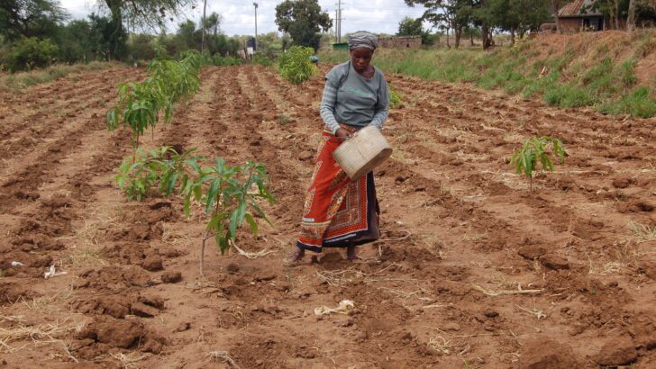 Brave toilers in the mission fields of Africa