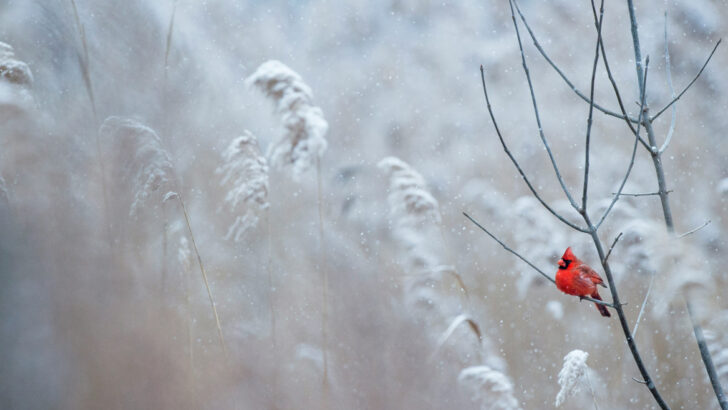 Let the warmth of Advent pull the bleak midwinter from you