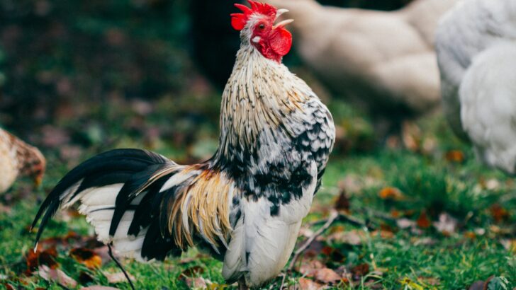 Filipino ‘rooster Mass’ sees Belfast up bright and early