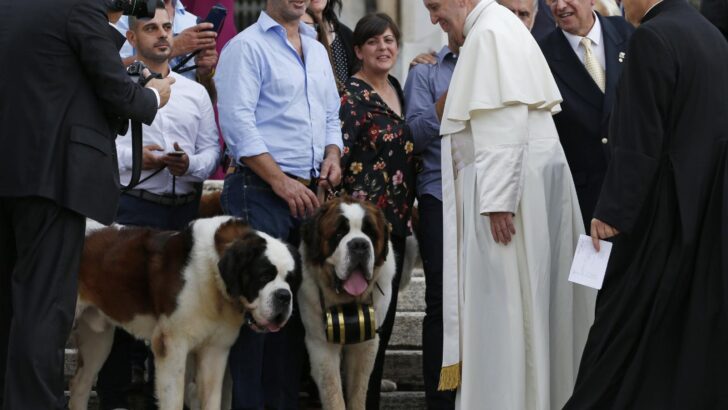 What Does the Catholic Church Really Teach About Animals?