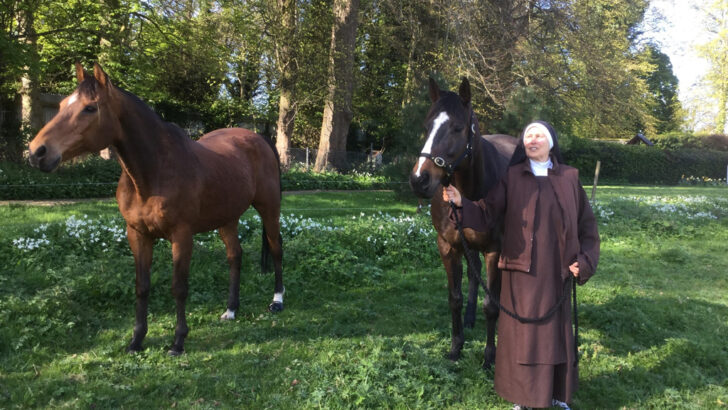 Hold your horses for the net nuns