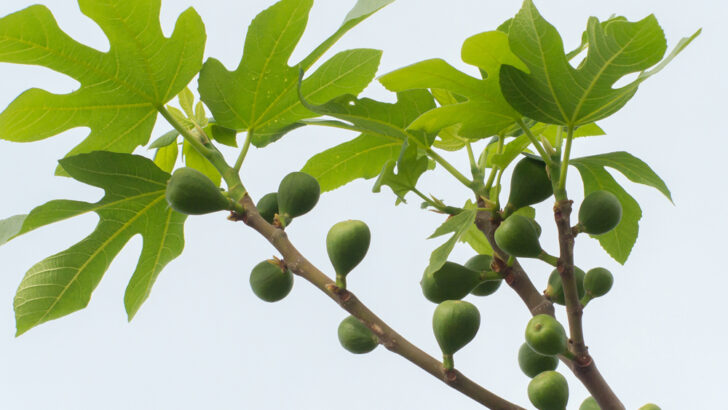 Why would Jesus curse a fig tree that was out of season for not producing fruit?