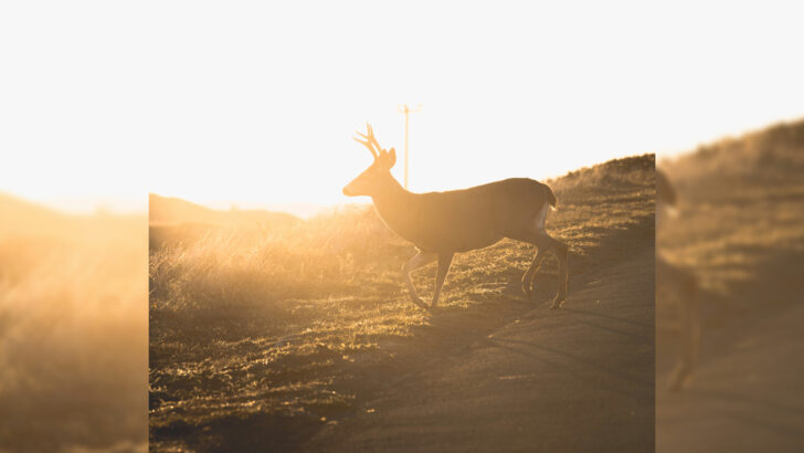 Deer in the dusky evening